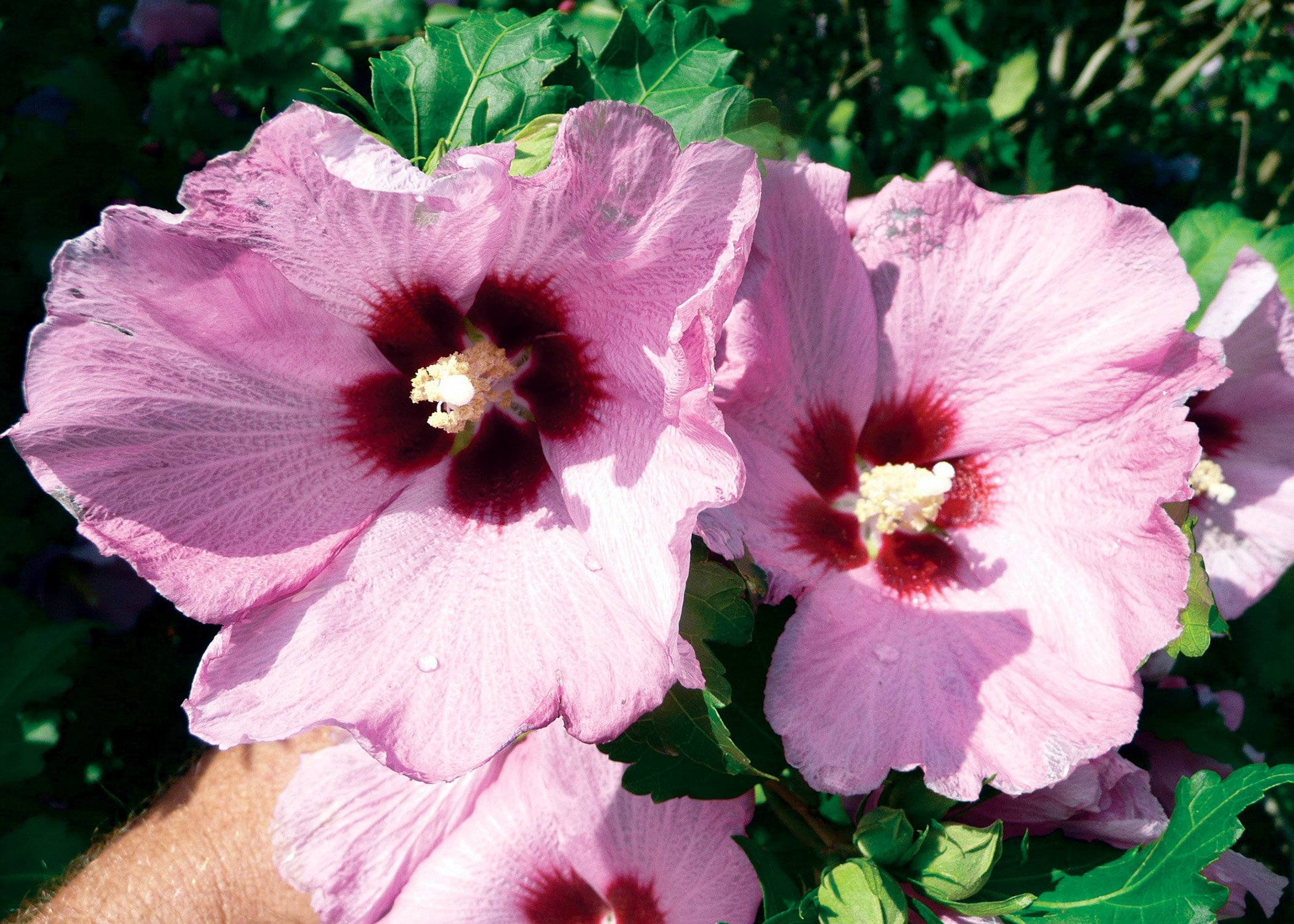 Louisiana Super Plants: Shrubs